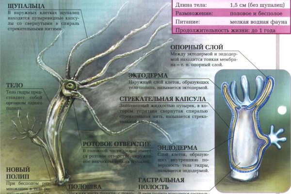 Как найти kraken