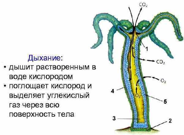 Кракен клирнет ссылка