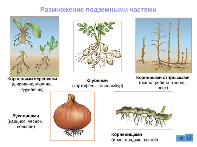 Правильная ссылка на кракен